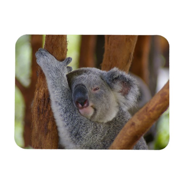 Cuddly Koala Photo Magnet (Horizontal)