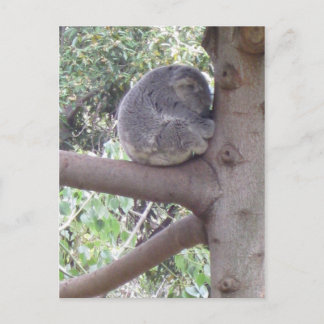 Cuddly Koala Postcard