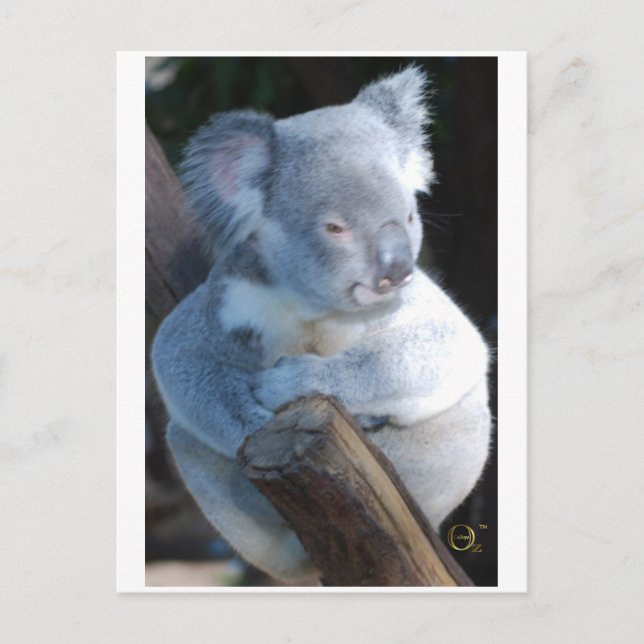 Cuddly Koala Postcard (Front)
