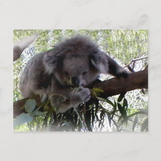 Cuddly Koala Postcard