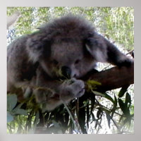 Cuddly Koala