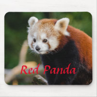 Cuddly Red Panda Photo