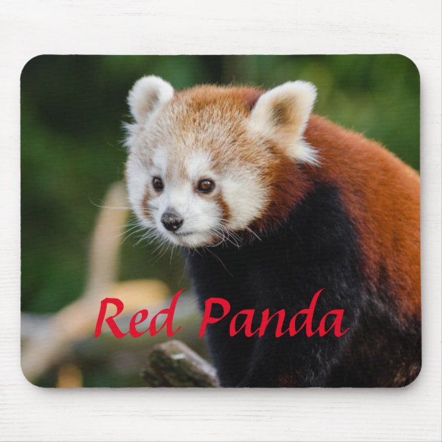 Cuddly Red Panda Photo Mouse Mat (Front)
