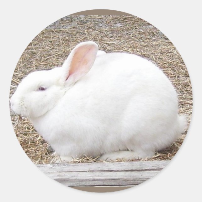 Cuddly White Bunny Classic Round Sticker (Front)