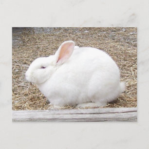 Cuddly White Bunny Postcard
