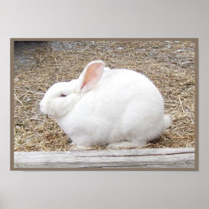 Cuddly White Bunny Poster