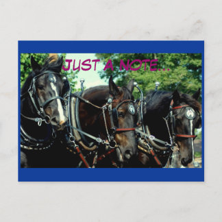 culpeper va draught horse show postcard