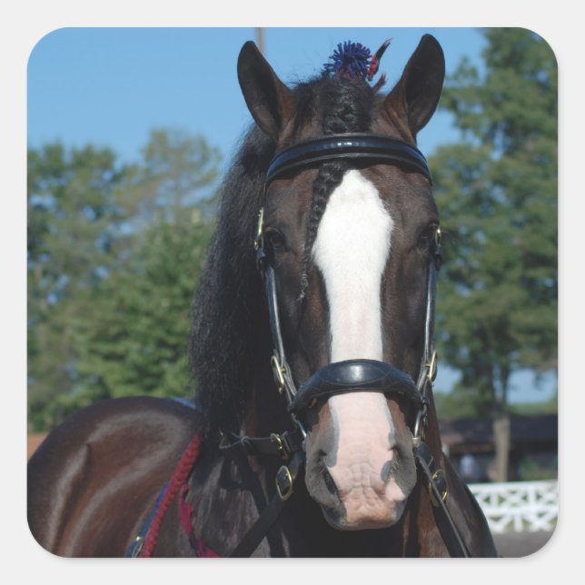 culpeper va draught horse show square sticker (Front)