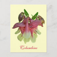 Cultivated Columbine Postcard