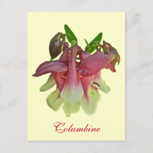 Cultivated Columbine Postcard