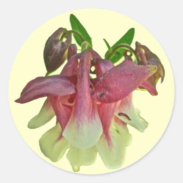 Cultivated Columbine Stickers (Front)
