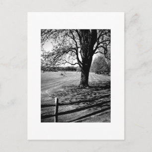 Culver Tree Postcard