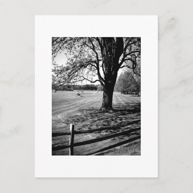 Culver Tree Postcard (Front)