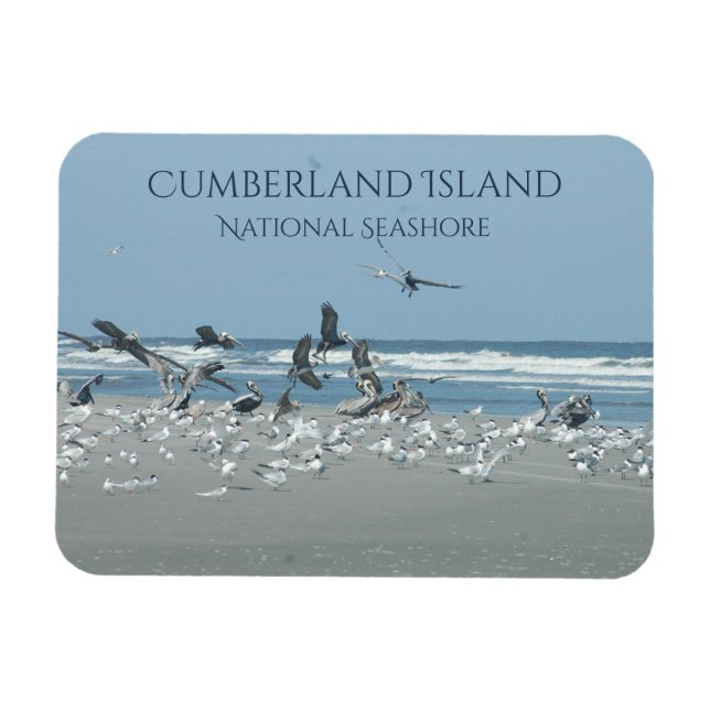 Cumberland Island Beach, Flocking Birds, Ocean Magnet (Horizontal)