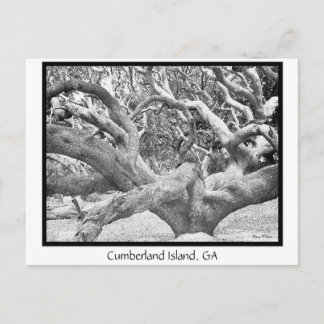 Cumberland Island, GA Postcard
