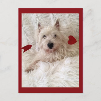 Cupid's Bow Westie Postcard