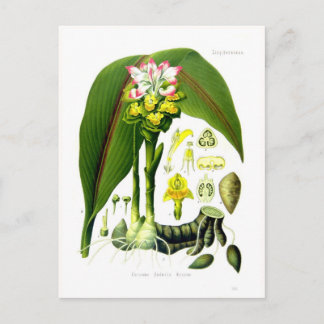 Curcuma zedoaria postcard