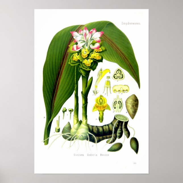 Curcuma zedoaria poster (Front)
