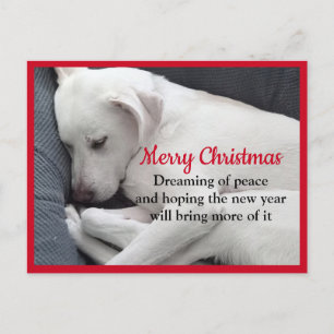 Cure Peaceful Sleeping White Puppy Dog Christmas Postcard