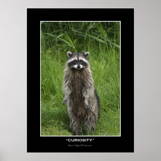 "CURIOSITY" Coon Photo Posters (Front)