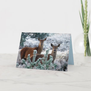 curiosity deer greeting card