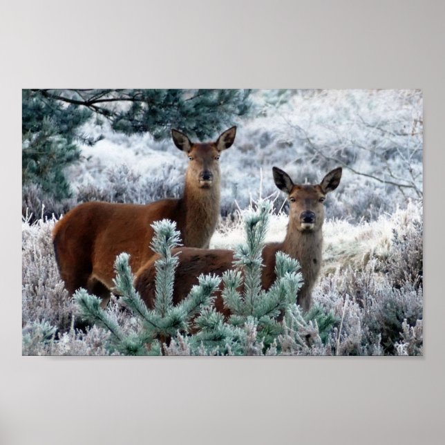 curiosity deer poster (Front)