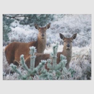 curiosity deer tissue paper