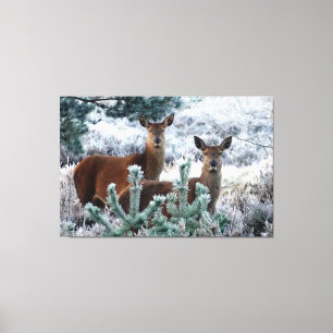 curiosity deer wrapped canvas