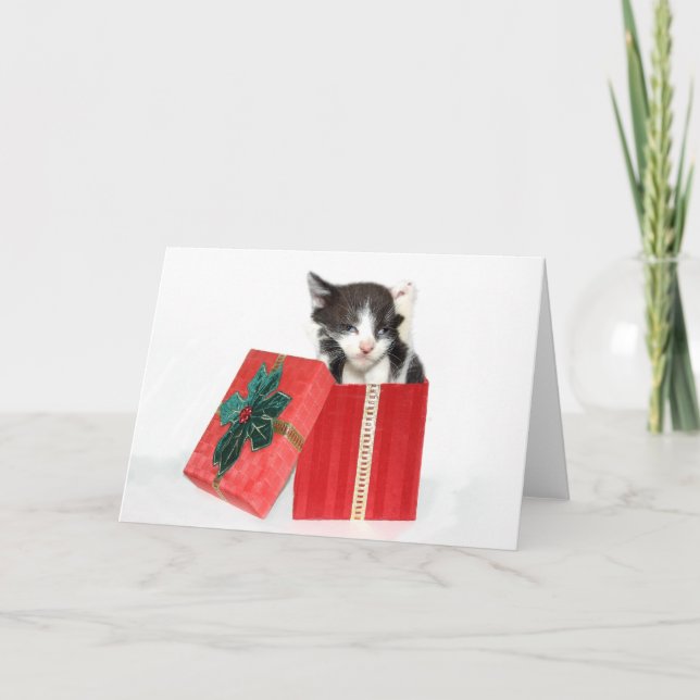 Curiosity got the Christmas kitten Holiday Card (Front)