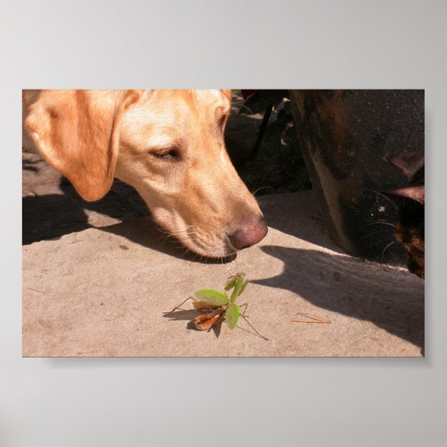 Curiosity Poster (Front)