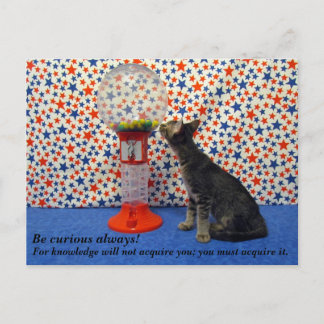 Curiosity - Starring Kori the Rescue Kitty Postcard