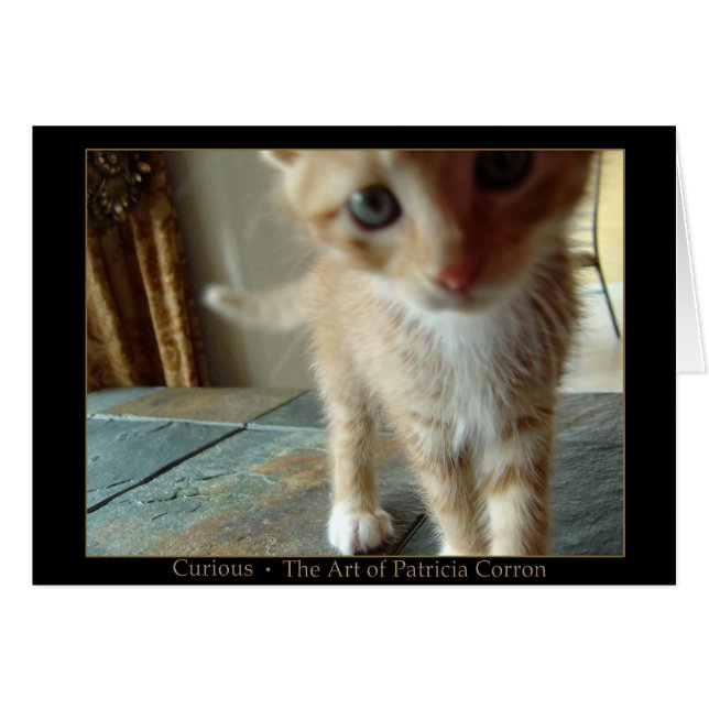 Curious (Front Horizontal)