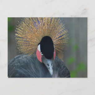 Curious African Crowned Crane Postcard