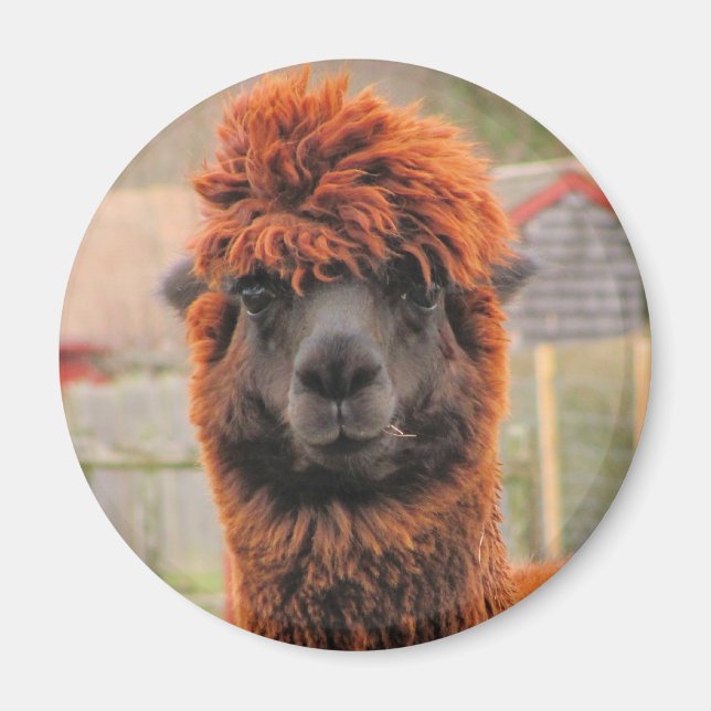 Curious Alpaca ~ magnet (Front)