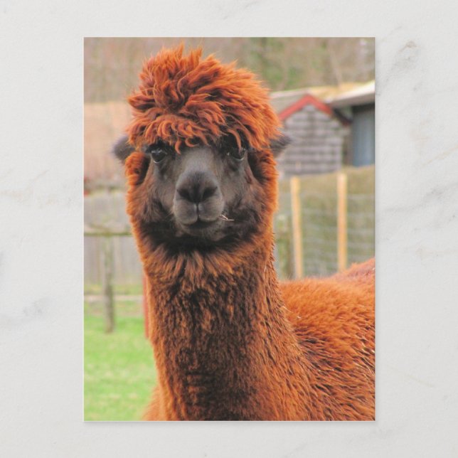 Curious Alpaca ~ postcard (Front)