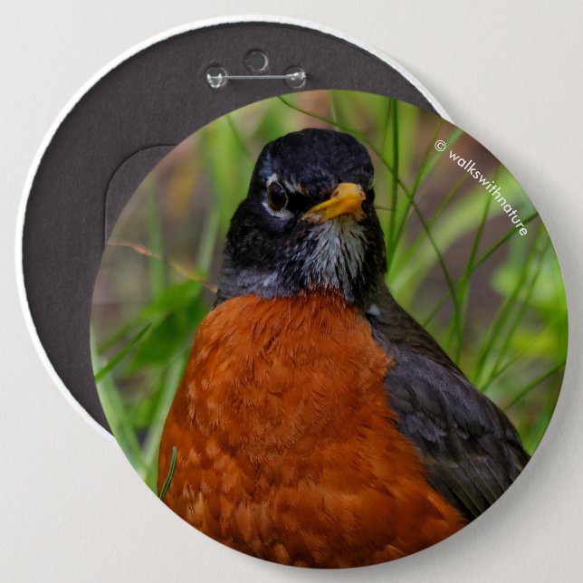 Curious American Robin Songbird in the Grass 6 Cm Round Badge (Front & Back)