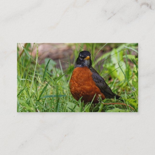 Curious American Robin Songbird in the Grass Business Card (Front)