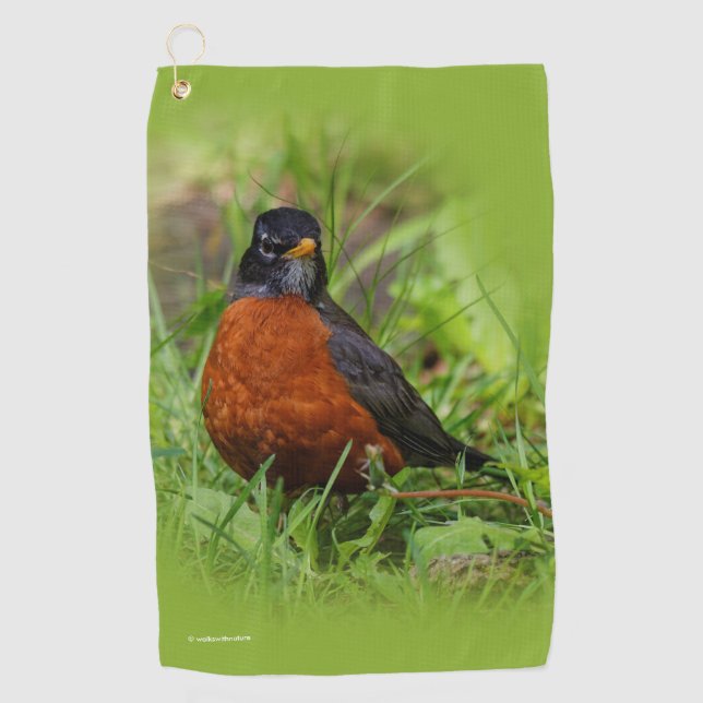 Curious American Robin Songbird in the Grass Golf Towel (Front)