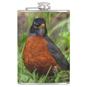 Curious American Robin Songbird in the Grass Hip Flask