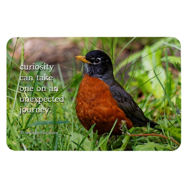 Curious American Robin Songbird in the Grass Magnet (Horizontal)