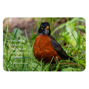 Curious American Robin Songbird in the Grass Magnet