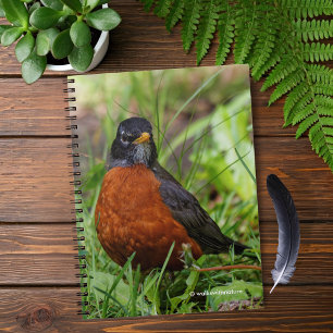 Curious American Robin Songbird in the Grass Notebook