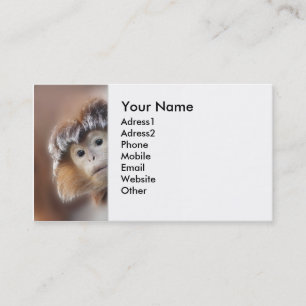 curious ape business card