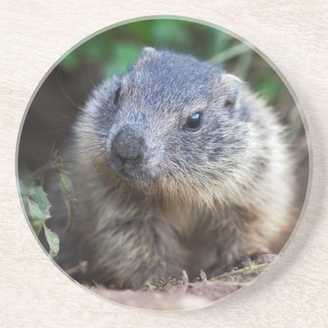 Curious Baby Marmot Coaster (Front)
