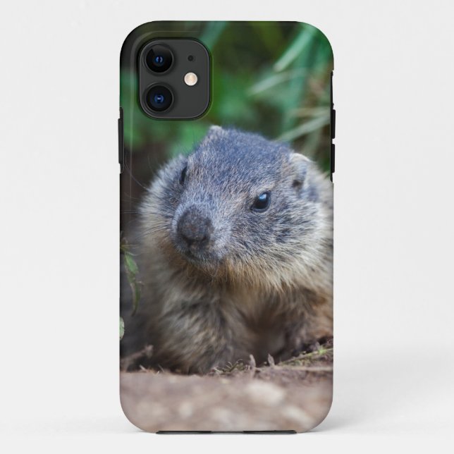 Curious Baby Marmot iPhone 5 Case (Back)