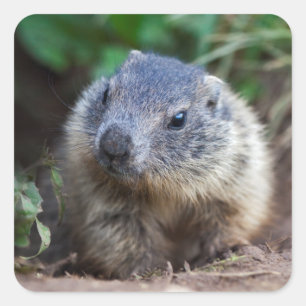 Curious Baby Marmot Stickers