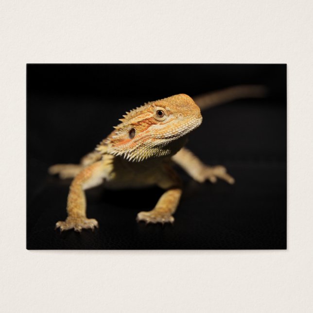 Curious Bearded Dragon (Front)