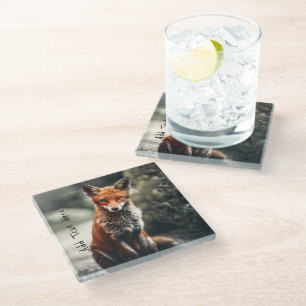 Curious Big Red and White Fox Sitting in Nature Glass Coaster