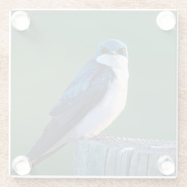 Curious Bird Glass Coaster (Back)