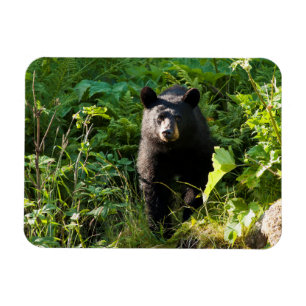 Curious Black Bear Magnet